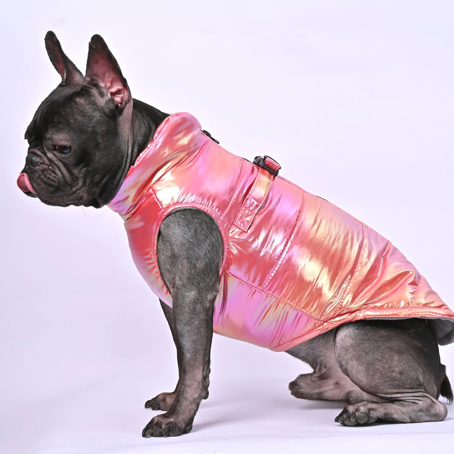 Snow Shield Frenchie Reflective Winter Warm Jacket V2