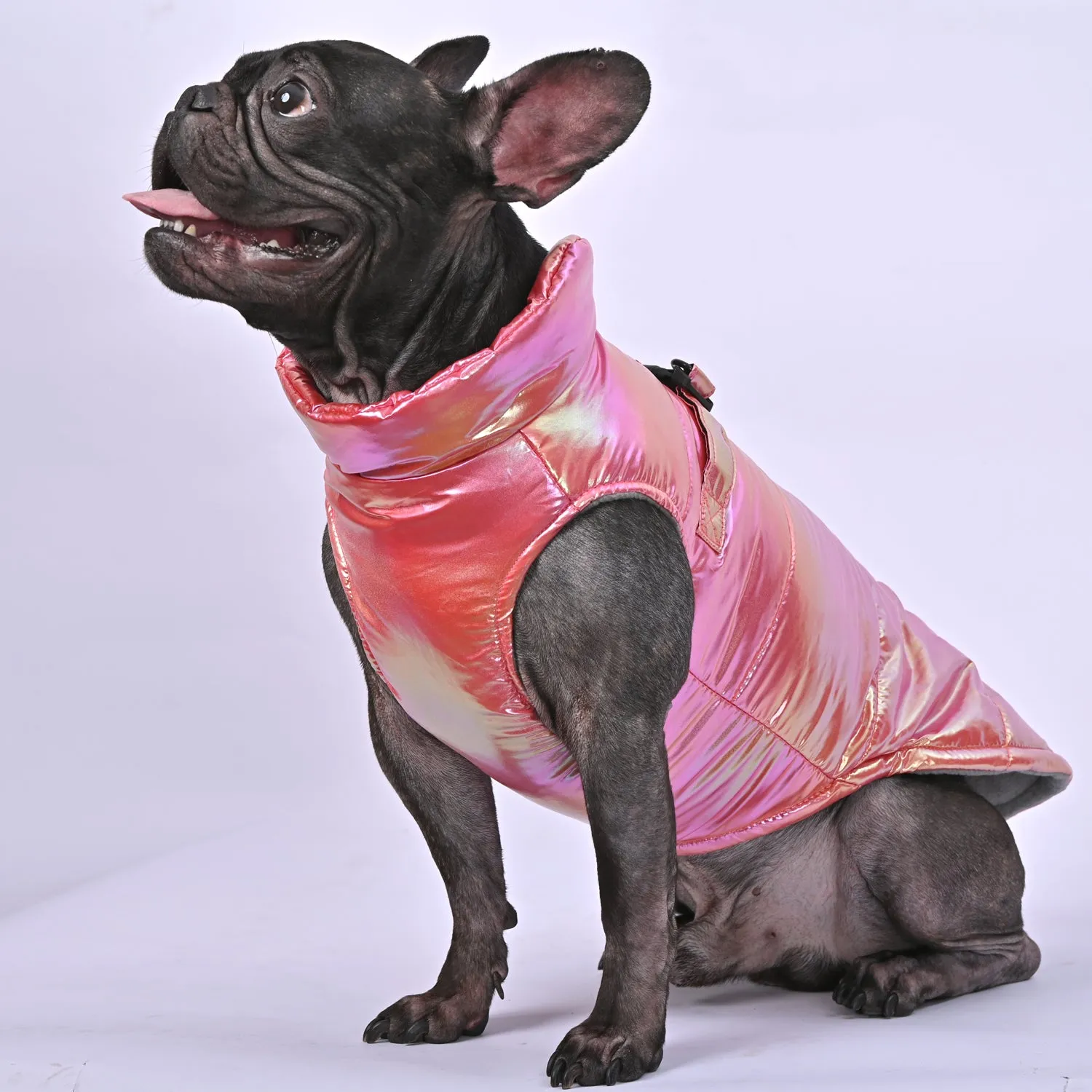 Snow Shield Frenchie Reflective Winter Warm Jacket V2