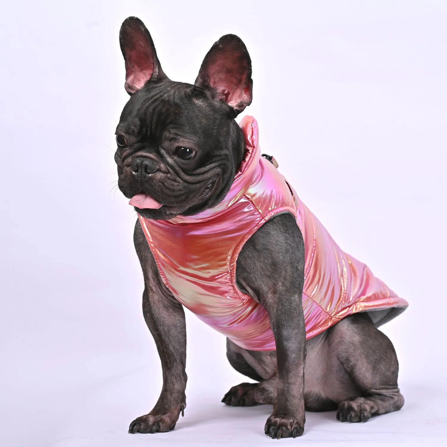 Snow Shield Frenchie Reflective Winter Warm Jacket V2