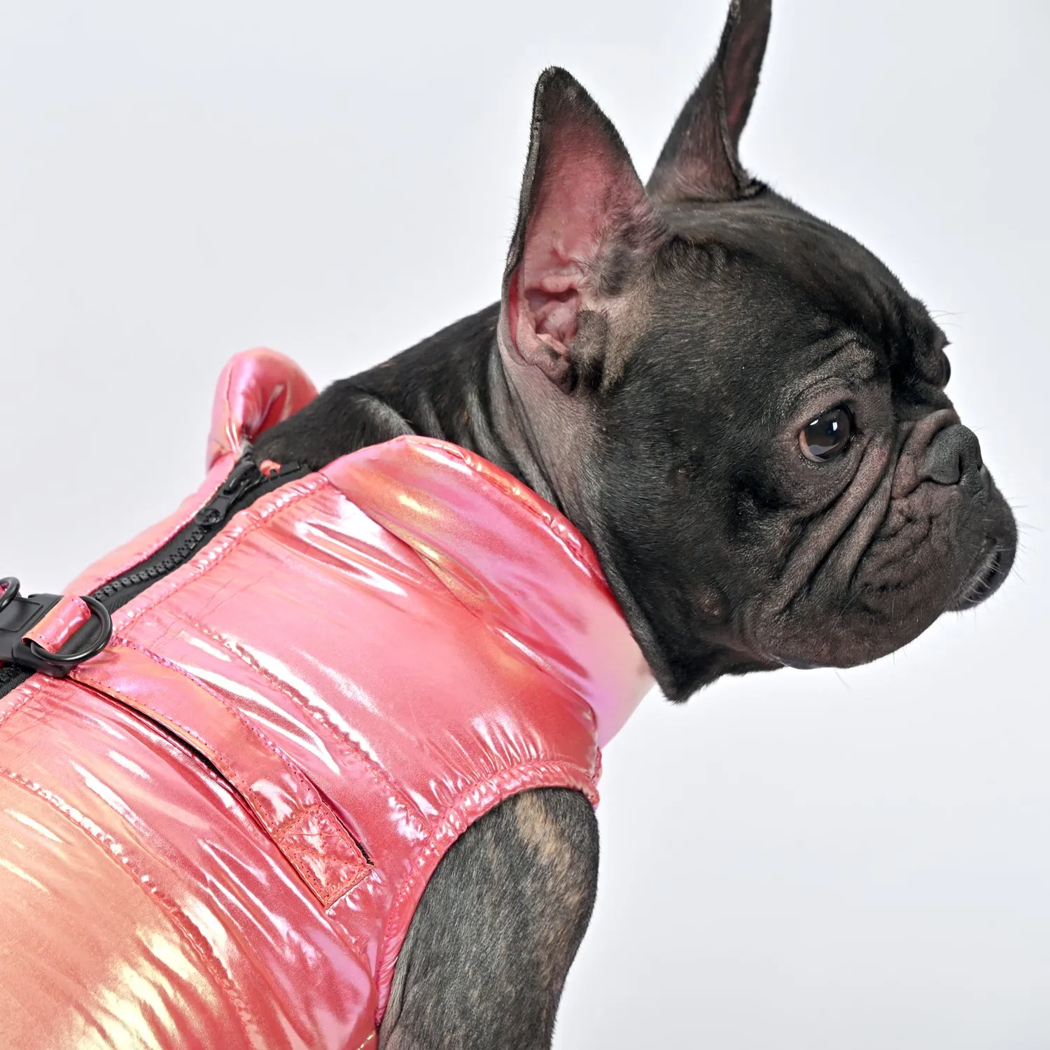 Snow Shield Frenchie Reflective Winter Warm Jacket V2