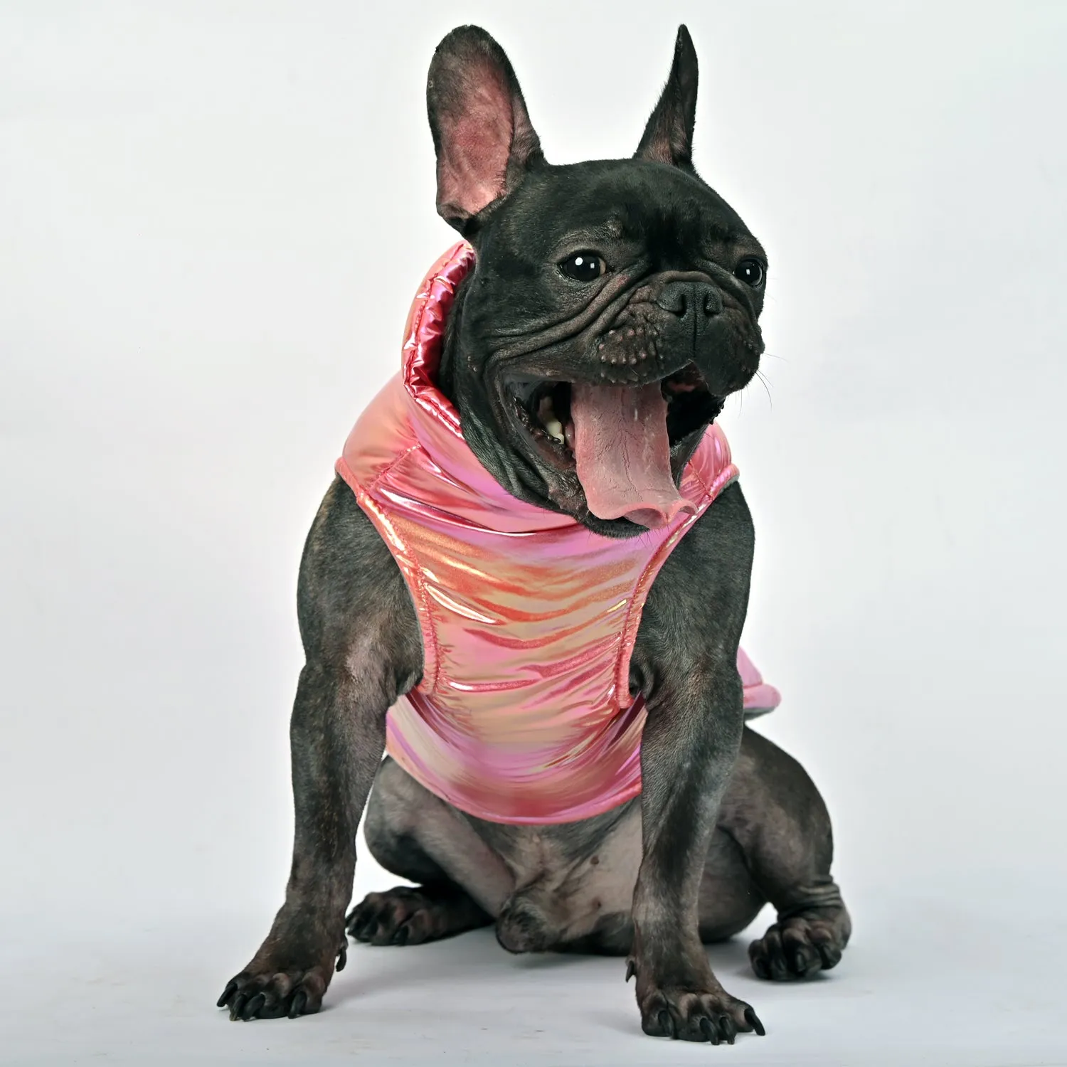 Snow Shield Frenchie Reflective Winter Warm Jacket V2